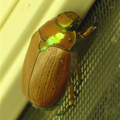 Anoplognathus brunnipennis (Green-tailed Christmas beetle) at Braemar, NSW - 27 Dec 2024 by Curiosity