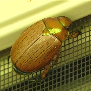 Anoplognathus brunnipennis at Braemar, NSW - 27 Dec 2024