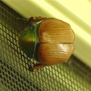 Anoplognathus brunnipennis at Braemar, NSW - 27 Dec 2024