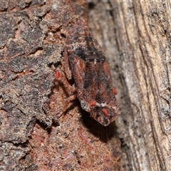 Stenocotis depressa (Leafhopper) at Parkes, ACT - 25 Dec 2024 by TimL