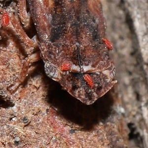 Acari (informal subclass) (Unidentified mite) at Parkes, ACT by TimL