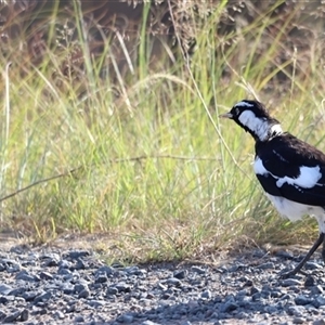 Grallina cyanoleuca at Weston, ACT - 1 Jan 2025 07:00 AM