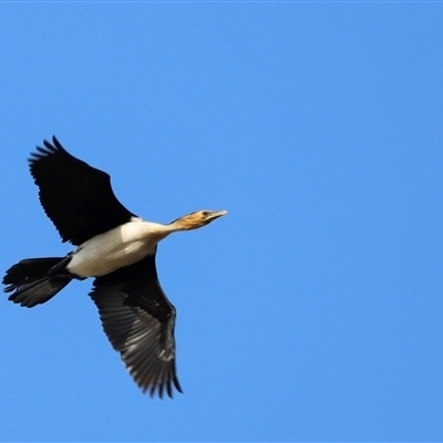 Microcarbo melanoleucos (Little Pied Cormorant) at Weston, ACT - 31 Dec 2024 by JimL