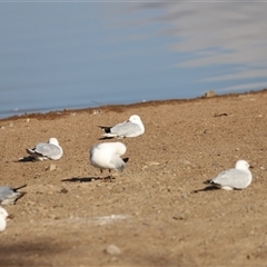 Chroicocephalus novaehollandiae (Silver Gull) at Weston, ACT - 31 Dec 2024 by JimL