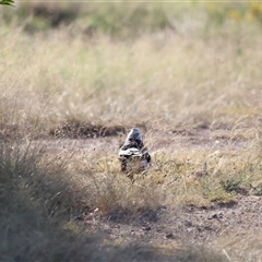 Gymnorhina tibicen (Australian Magpie) at Weston, ACT - 1 Jan 2025 by JimL