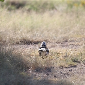 Gymnorhina tibicen at Weston, ACT - 1 Jan 2025 07:00 AM