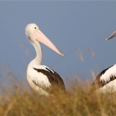 Pelecanus conspicillatus (Australian Pelican) at Weston, ACT - 1 Jan 2025 by JimL