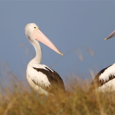 Pelecanus conspicillatus (Australian Pelican) at Weston, ACT - 31 Dec 2024 by JimL