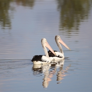 Pelecanus conspicillatus at Weston, ACT - 1 Jan 2025 06:59 AM