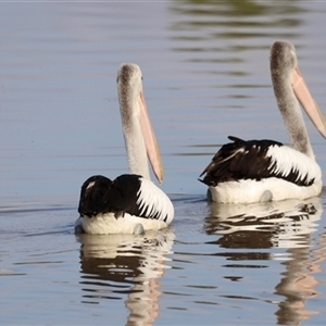 Pelecanus conspicillatus at Weston, ACT - 1 Jan 2025 06:59 AM