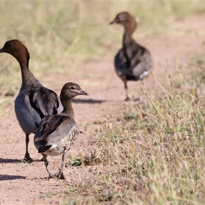 Chenonetta jubata (Australian Wood Duck) at Weston, ACT - 31 Dec 2024 by JimL