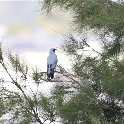 Coracina novaehollandiae (Black-faced Cuckooshrike) at Weston, ACT - 1 Jan 2025 by JimL