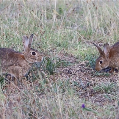 Oryctolagus cuniculus (European Rabbit) at Weston, ACT - 31 Dec 2024 by JimL