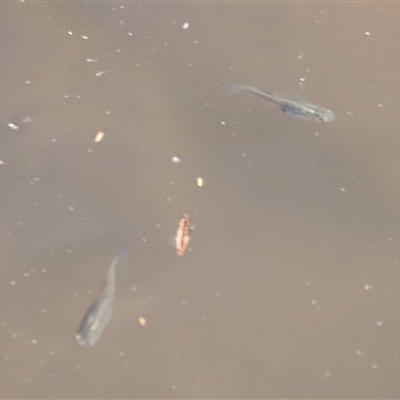 Gambusia holbrooki (Gambusia, Plague minnow, Mosquito fish) at Coombs, ACT - 1 Jan 2025 by JimL