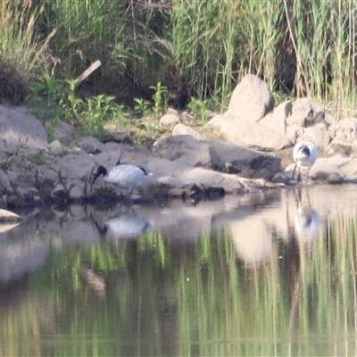 Threskiornis molucca (Australian White Ibis) at Coombs, ACT - 1 Jan 2025 by JimL