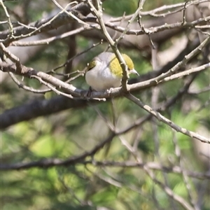 Zosterops lateralis at Coombs, ACT - 1 Jan 2025