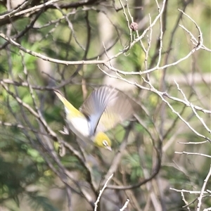 Zosterops lateralis at Coombs, ACT - 1 Jan 2025