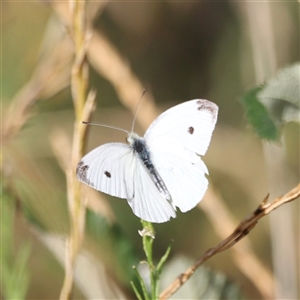 Pieris rapae at Weston, ACT - 1 Jan 2025 07:38 AM