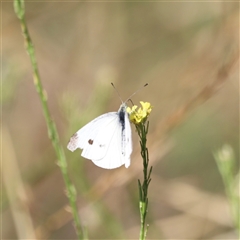 Pieris rapae at Weston, ACT - 1 Jan 2025 07:38 AM