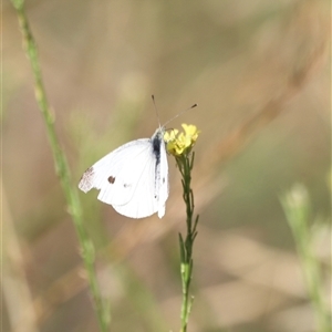 Pieris rapae at Weston, ACT - 1 Jan 2025