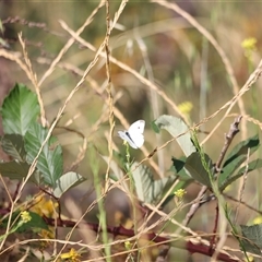 Pieris rapae at Weston, ACT - 1 Jan 2025