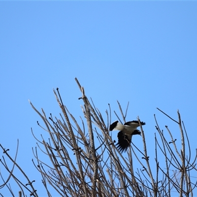 Grallina cyanoleuca (Magpie-lark) at Weston, ACT - 1 Jan 2025 by JimL