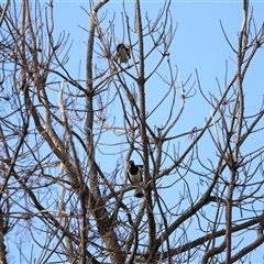 Grallina cyanoleuca at Weston, ACT - 1 Jan 2025