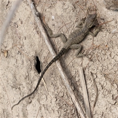 Amphibolurus muricatus at Coombs, ACT - 31 Dec 2024 by JimL