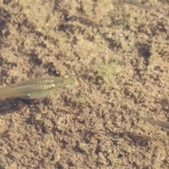 Gambusia holbrooki (Gambusia, Plague minnow, Mosquito fish) at Coombs, ACT - 1 Jan 2025 by JimL