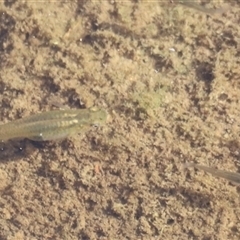 Gambusia holbrooki (Gambusia, Plague minnow, Mosquito fish) at Coombs, ACT - 31 Dec 2024 by JimL