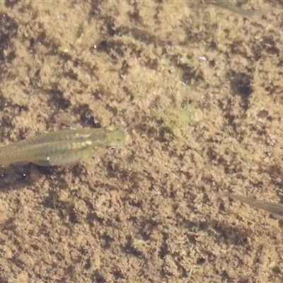 Gambusia holbrooki (Gambusia, Plague minnow, Mosquito fish) at Coombs, ACT - 1 Jan 2025 by JimL