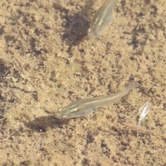 Gambusia holbrooki at Coombs, ACT - 1 Jan 2025 07:55 AM