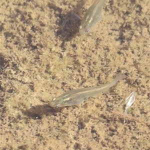 Gambusia holbrooki at Coombs, ACT - 1 Jan 2025 07:55 AM