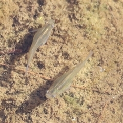 Gambusia holbrooki at Coombs, ACT - 1 Jan 2025 07:55 AM