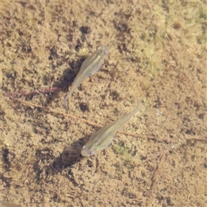 Gambusia holbrooki at Coombs, ACT - 1 Jan 2025 07:55 AM