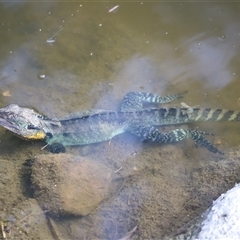 Intellagama lesueurii howittii at Weston, ACT - 31 Dec 2024 by JimL