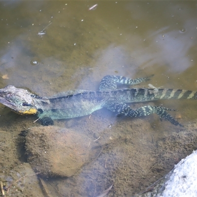 Intellagama lesueurii howittii at Weston, ACT - 31 Dec 2024 by JimL