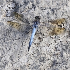 Orthetrum caledonicum (Blue Skimmer) at Weston, ACT - 1 Jan 2025 by JimL