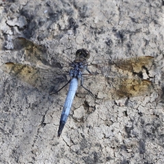 Orthetrum caledonicum at Weston, ACT - 1 Jan 2025