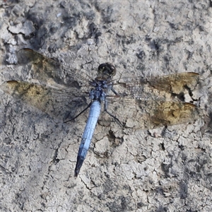 Orthetrum caledonicum at Weston, ACT - 1 Jan 2025