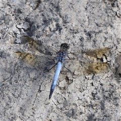 Orthetrum caledonicum at Weston, ACT - 1 Jan 2025