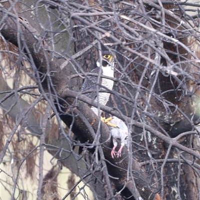 Falco peregrinus (Peregrine Falcon) at Weston, ACT - 1 Jan 2025 by JimL