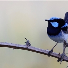 Malurus cyaneus (Superb Fairywren) at Weston, ACT - 1 Jan 2025 by JimL