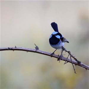 Malurus cyaneus at Weston, ACT - 1 Jan 2025