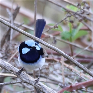 Malurus cyaneus at Weston, ACT - 1 Jan 2025