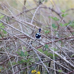 Malurus cyaneus at Weston, ACT - 1 Jan 2025