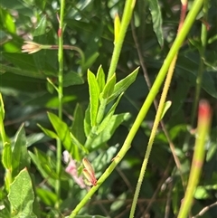 Oenothera lindheimeri (Clockweed) at Weston, ACT - 31 Dec 2024 by JimL