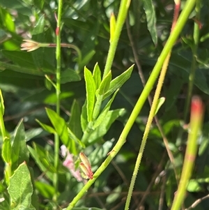 Oenothera lindheimeri at Weston, ACT - 1 Jan 2025