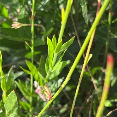 Oenothera lindheimeri (Clockweed) at Weston, ACT - 1 Jan 2025 by JimL