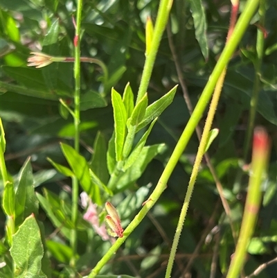 Oenothera lindheimeri (Clockweed) at Weston, ACT - 31 Dec 2024 by JimL